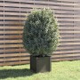 Solid gray pine wood planter 40x40x40 cm by vidaXL, Pots and planters - Ref: Foro24-810538, Price: 45,38 €, Discount: %