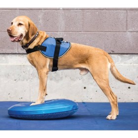 FitPAWS Disco de equilibrio para mascotas azul 36 cm de FitPAWS, Equipos para el ejercicio de mascotas - Ref: Foro24-433818, ...