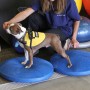 FitPAWS Disco de equilibrio para mascotas azul 36 cm de FitPAWS, Equipos para el ejercicio de mascotas - Ref: Foro24-433818, ...