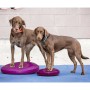 FitPAWS Balancescheibe für Haustiere, rote Fruchtfarbe, 36 cm von FitPAWS, Trainingsgeräte für Haustiere - Ref: Foro24-433833...