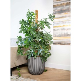 Capi Groove Planter anthracite gray 35x34 cm by Capi, Pots and planters - Ref: Foro24-445492, Price: 72,09 €, Discount: %