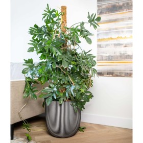 Capi Groove anthracite grey planter 43x41 cm by Capi, Pots and planters - Ref: Foro24-445493, Price: 96,99 €, Discount: %