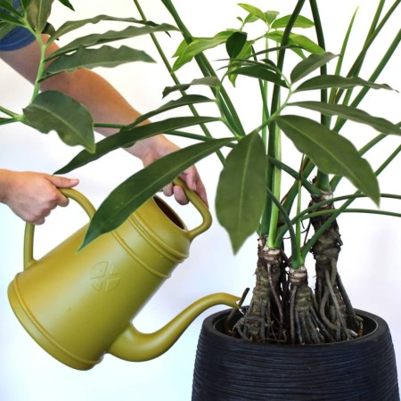 Capi Watering Can Xala Lungo 12 L yellow curry by Capi, Watering cans - Ref: Foro24-442121, Price: 49,53 €, Discount: %