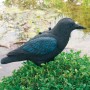 Ubbink Black Crow Animal Figure 27 cm 1382523 by Ubbink, Lawn Ornaments and Garden Sculptures - Ref: Foro24-409277, Price: 28...