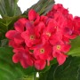 Artificial hydrangea plant with pot 60 cm red by , artificial flora - Ref: Foro24-244440, Price: 26,20 €, Discount: %