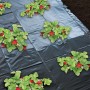 Nature Mulch für Erdbeeren 1,4x20 m 6030231 von Nature, Laubdecke - Ref: Foro24-419717, Preis: 26,80 €, Rabatt: %