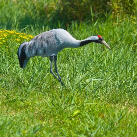 Ubbink Crane animal figure 72 cm by Ubbink, Lawn Ornaments and Garden Sculptures - Ref: Foro24-423541, Price: 59,47 €, Discou...