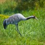 Ubbink Crane animal figure 72 cm by Ubbink, Lawn Ornaments and Garden Sculptures - Ref: Foro24-423541, Price: 59,47 €, Discou...