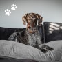 Madison Velvet Gray Dog Cushion 100x70x15 cm by , Beds for dogs - Ref: Foro24-444464, Price: 91,83 €, Discount: %