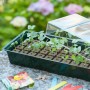 Nature Propagator Mini Kit 4x16 cells by Nature, Kits for planting flowers and plants - Ref: Foro24-423486, Price: 19,03 €, D...