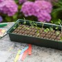 Nature Propagator Mini Kit 4x16 cells by Nature, Kits for planting flowers and plants - Ref: Foro24-423486, Price: 19,03 €, D...