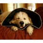 All Four Paws Comfy Cone pet recovery collar black L 25 cm by All Four Paws, Elizabethan Pet Collars - Ref: Foro24-428418, Pr...