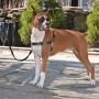 PetSafe Easy Walk Dog Harness Black L by PetSafe, Harnesses and collars for pets - Ref: Foro24-428427, Price: 24,55 €, Discou...