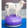 FitPAWS TRAX Donut Pet Balance Ball Purple 55cm by FitPAWS, Pet Exercise Equipment - Ref: Foro24-428432, Price: 69,02 €, Disc...