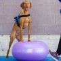 FitPAWS TRAX Donut Pet Balance Ball Purple 55cm by FitPAWS, Pet Exercise Equipment - Ref: Foro24-428432, Price: 69,02 €, Disc...