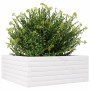 Jardinera de madera maciza de pino blanca 60x60x23 cm de vidaXL, Maceteros y jardineras - Ref: Foro24-847189, Precio: 72,99 €...