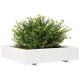 Jardinera de madera maciza de pino blanca 110x110x26,5 cm de , Maceteros y jardineras - Ref: Foro24-847324, Precio: 139,53 €,...