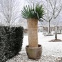 Nature Reisstroh-Schutzhülle für den Winter 1x1,5 m 6030105 von Nature, Gartenzubehör - Ref: Foro24-407098, Preis: 33,24 €, R...