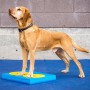 FitPAWS Trainingszubehör 4 Einheiten gelb und blau von FitPAWS, Trainingsgeräte für Haustiere - Ref: Foro24-433829, Preis: 29...