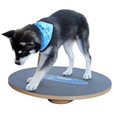 FitPAWS Tabla de equilibrio negro 50 cm de FitPAWS, Equipos para el ejercicio de mascotas - Ref: Foro24-433830, Precio: 89,33...