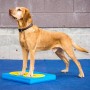 FitPAWS Pet Balance Matte Blau 38x46x5 cm von FitPAWS, Trainingsgeräte für Haustiere - Ref: Foro24-433820, Preis: 70,99 €, Ra...