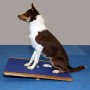 FitPAWS Giant Rocking Board Blue 75x75 cm by FitPAWS, Pet Exercise Equipment - Ref: Foro24-433828, Price: 231,88 €, Discount: %