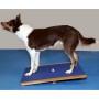 FitPAWS Tabla balancín gigante azul 75x75 cm de FitPAWS, Equipos para el ejercicio de mascotas - Ref: Foro24-433828, Precio: ...