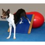 FitPAWS Tabla balancín gigante azul 75x75 cm de FitPAWS, Equipos para el ejercicio de mascotas - Ref: Foro24-433828, Precio: ...