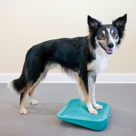 FitPAWS Pet Balance Ramp Blau 35x35x7 cm von FitPAWS, Trainingsgeräte für Haustiere - Ref: Foro24-433817, Preis: 44,99 €, Rab...