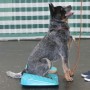 FitPAWS Rampa de equilibrio para mascotas azul 35x35x7 cm de FitPAWS, Equipos para el ejercicio de mascotas - Ref: Foro24-433...