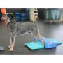 FitPAWS Rampa de equilibrio para mascotas azul 35x35x7 cm de FitPAWS, Equipos para el ejercicio de mascotas - Ref: Foro24-433...