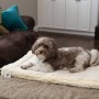 HuggleHounds Fleece Pet Mat XXL Wool White by HuggleHounds, Beds for dogs - Ref: Foro24-438930, Price: 103,71 €, Discount: %