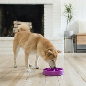 Outward Hound Mini Slow Feeder for Dogs Slo Bowl Purple by Outward Hound, Pet bowls, feeders, and waterers - Ref: Foro24-4419...