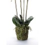 Emerald Orquídea artificial con musgo blanca 90 cm 20.355 de Emerald, Flora artificial - Ref: Foro24-414484, Precio: 145,79 €...