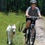 SPRINGER Fahrrad-Trainingsset für Hunde von SPRINGER, Haustierleinen - Ref: Foro24-428413, Preis: 90,79 €, Rabatt: %