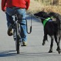 SPRINGER Fahrrad-Trainingsset für Hunde von SPRINGER, Haustierleinen - Ref: Foro24-428413, Preis: 90,79 €, Rabatt: %