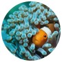 WallArt Nemo the Anemonefish Round Wall Wallpaper 142.5 cm by WallArt, Painted paper - Ref: Foro24-440374, Price: 19,48 €, Di...