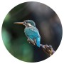 WallArt Círculo de papel pintado The Kingfisher 142,5 cm de WallArt, Papel pintado - Ref: Foro24-440376, Precio: 21,99 €, Des...